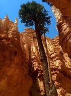 tall tree among scenic red rocks, usa, utah, Bryce Canyon National Park