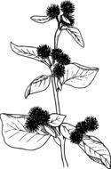 plant with seeds as a graphic illustration