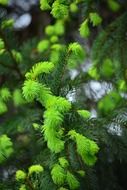 a pine in Hungary