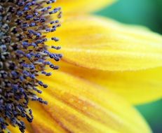 closeup of a yellow flower