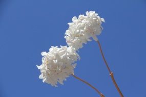 white flowers of jasmine in the bright sun close up