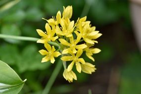 lily leek or golden garlic