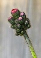 green with red buds of hawkweed, macro