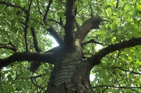 tree trunk with green leaves