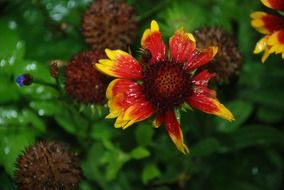 red-yellow flower against green foliage