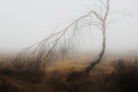 autumn fog in the meadow