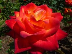 perfect orange red rose flower