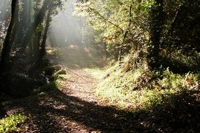 forest trail in bright sunlight