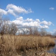 wetlands tall grass