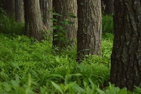 green rows of trees in green grass