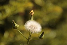 blooming dandelion and closed buds