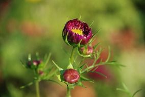 flower buds in the garden