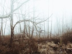 fog in the dry forest