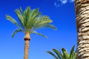 palm tree, tropical nature