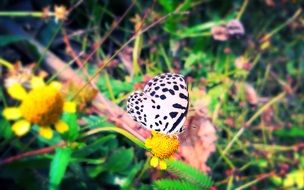 butterfly coloring dolmatinets