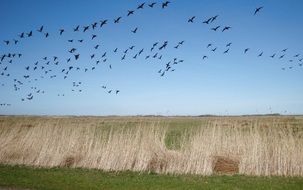 Migratory birds flock over rural landscape