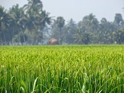 green juicy rice grass