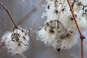 white fluffy seed pods