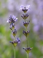 purple lavender flowers close-up