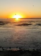 seagulls over the surf at bright sunset