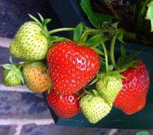 growing strawberries close-up on blurred background