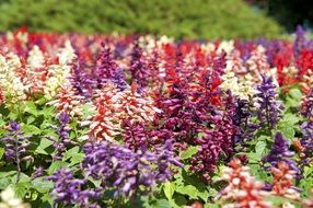 Colorful flowers in summer in the garden