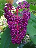 cluster of purple buds in the garden