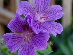 beauty gentle purple flower