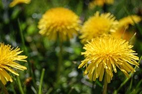 yellow dandelions on a meadow in the sunlight