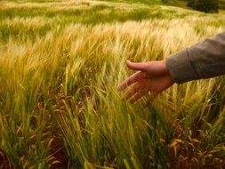 man takes wheat