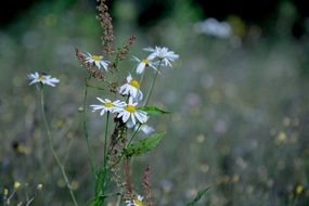 daisy flowers on the summer meadow