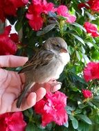 Photo of sparrow bird is on a hand