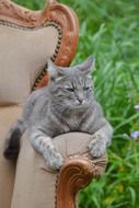 princess anaki cat