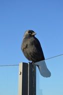 Beautiful black crow on glass fence at blue sky
