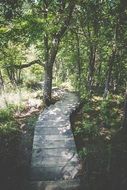 Path and woods