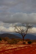 landscape of holiday in Safari