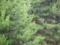 falling rain on trees