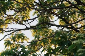 green foliage of Japanese tree in ligjt