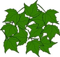 drawing of green maple leaves