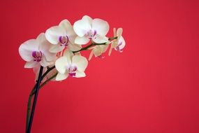 orchid flower plant