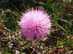 pink powderpuff flower