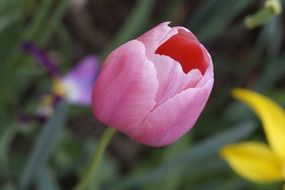 pink tulip in spring time