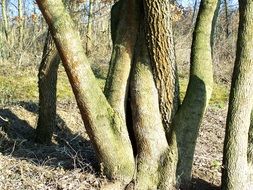 intertwined trees trunks