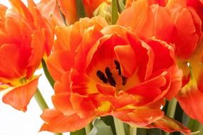 bouquet of opened orange tulips