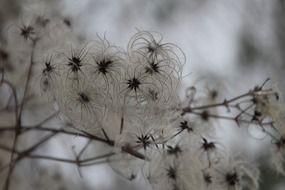 winter vegetation in snow