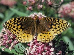 spangled fritillary butterfly with beautiful wings