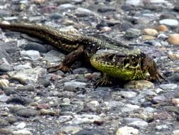 lizard on stones close up