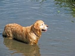 golden retriever standing in water