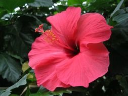 red flower of the hibiscus