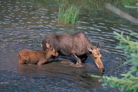 moose cow baby water wildlife national park